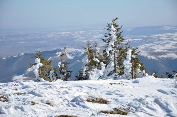 Beautiful winter landscape with snow covered trees — Stock Photo, Image