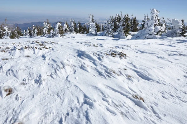 Vinterlandskap, granar i frost — Stockfoto