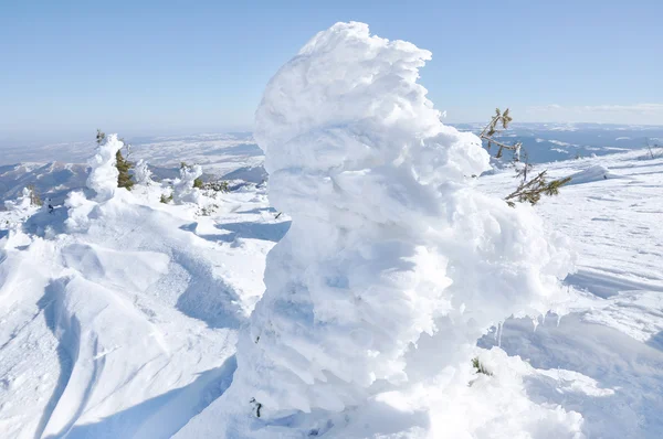 Groenblijvende fir tree vallende sneeuw — Stockfoto