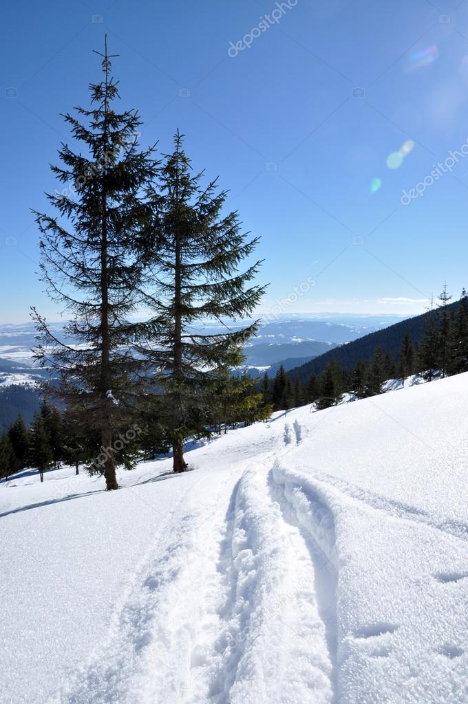 Backcountry ski tracks in fresh powder snow