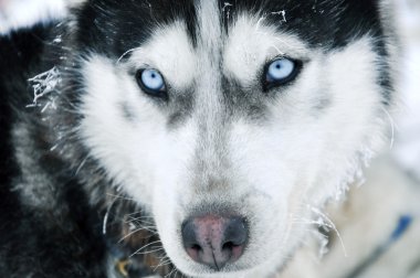 husky köpek mavi gözlerin yakın çekim shot