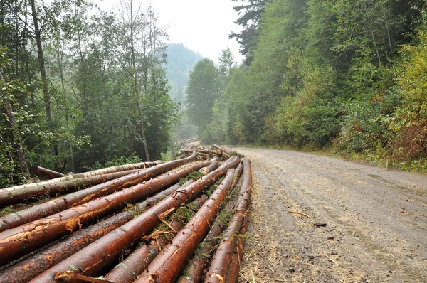 Log stacks along the forest road — Stock Photo, Image