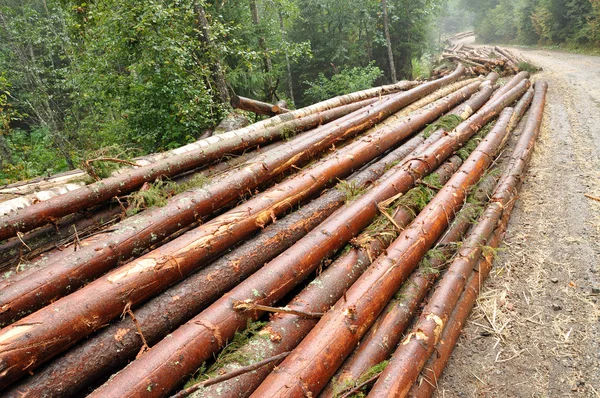 Troncos de árboles recién picados — Foto de Stock