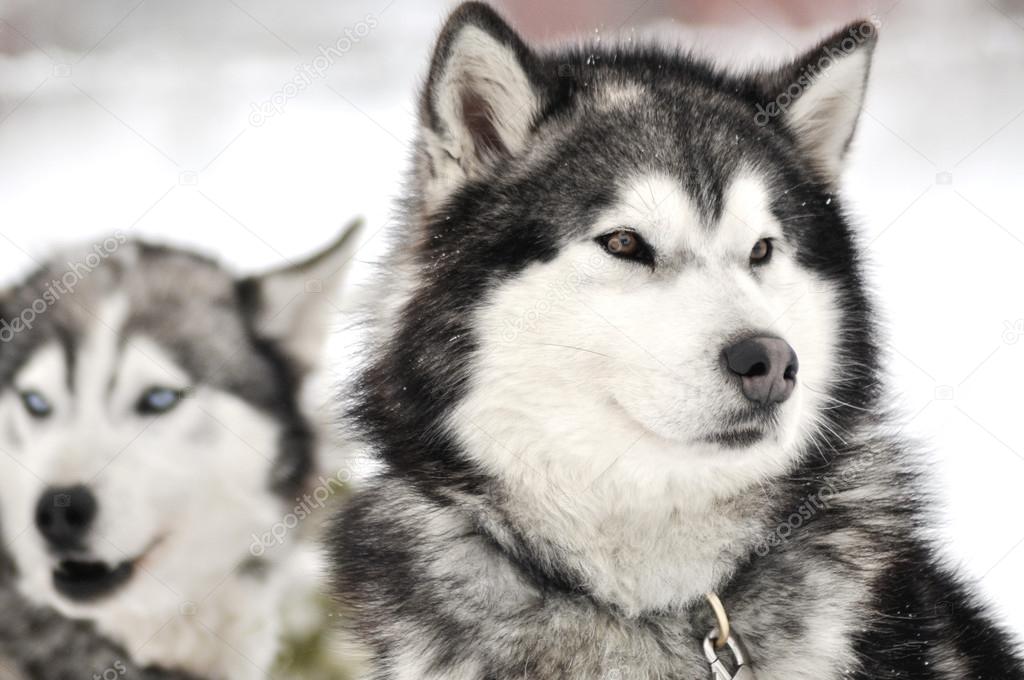 Husky portrait