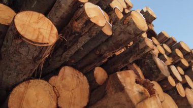 Ahşap çam kütükleri arasında hareket