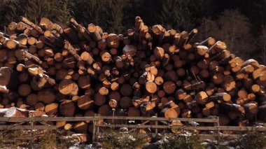 Ahşap çam kütükleri arasında hareket