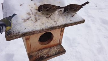 Avrasya ağaç serçeleri kışın karla beslenen ahşap bir kuş yemliğinde toplanır.