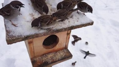 Avrasya ağaç serçeleri kışın karla beslenen ahşap bir kuş yemliğinde toplanır.