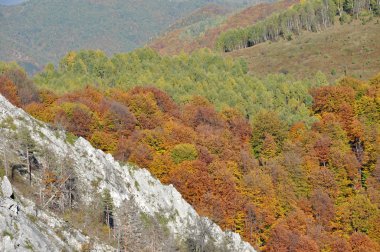 Sonbahar ormanının havadan görünüşü