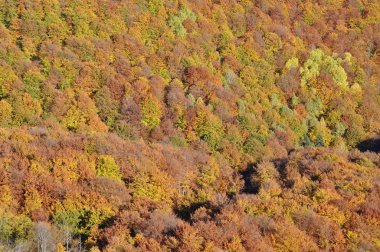 Sonbahar ormanının havadan görünüşü