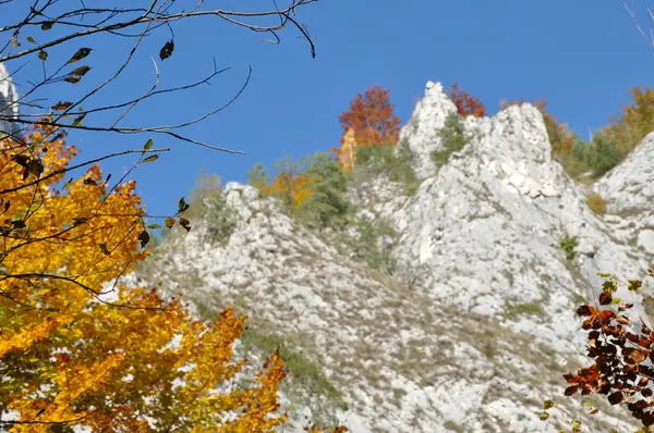 Гірський осінній пейзаж з барвистим лісом — стокове фото