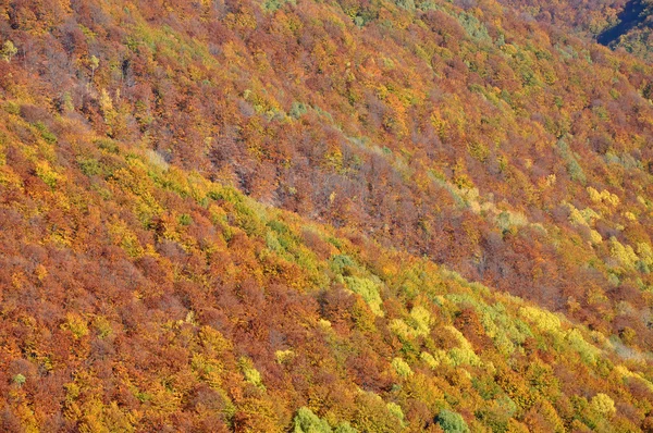 Vista aerea della foresta autunnale — Foto Stock