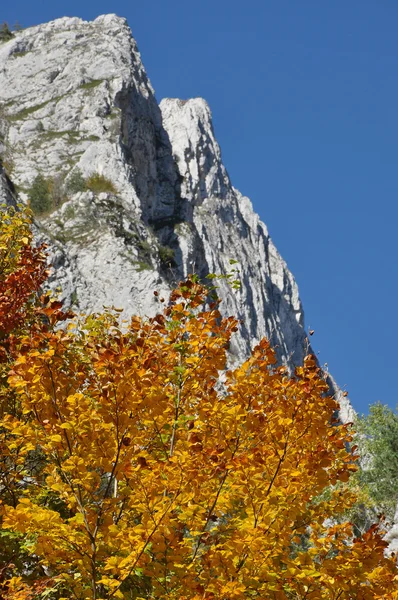 Bergherfstlandschap met kleurrijk bos — Stockfoto
