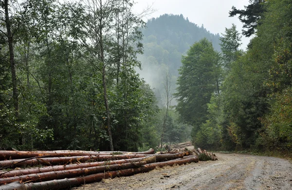 Pilha de madeira perto da estrada florestal — Fotografia de Stock