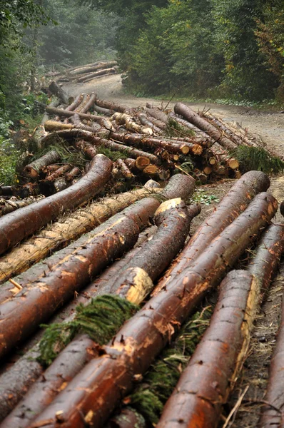 Deforestation concept. Pile of pine logs — Stock Photo, Image