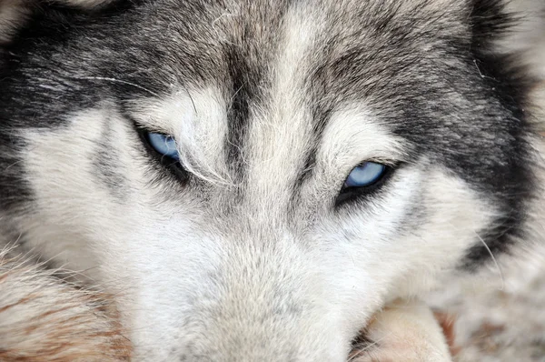 Belo retrato de cão husky — Fotografia de Stock