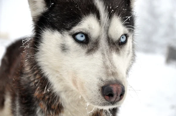 Bello husky cane ritratto — Foto Stock