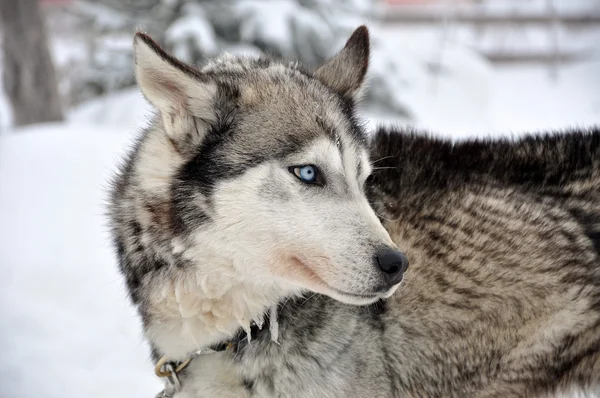 Belo retrato de cão husky — Fotografia de Stock