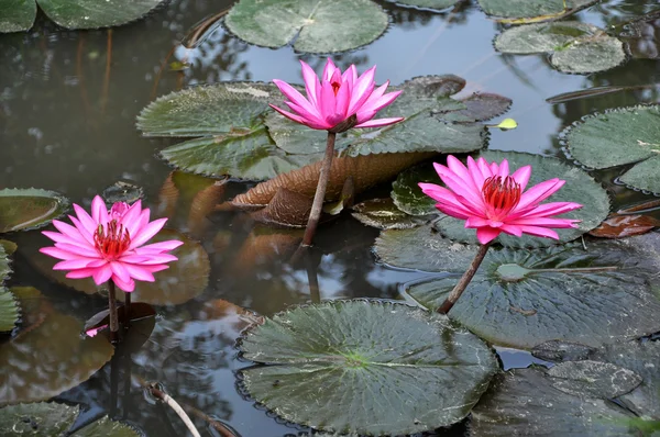 Lírio de água rosa flores e folhas — Fotografia de Stock