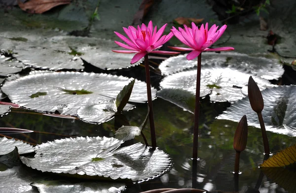 Beautiful pink lily flowers — Stock Photo, Image