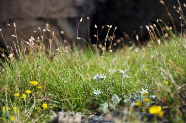 Yeşil çim ve çiçek bahar