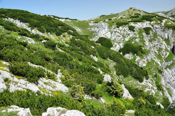 Grün blühende Berge im Frühling — Stockfoto