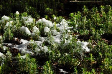 Köknar ağacı kreş, büyüyen genç Ladin