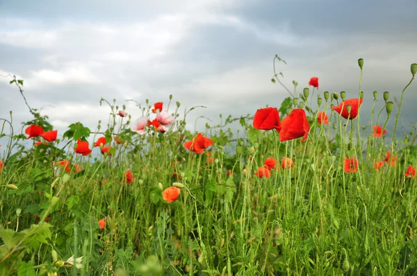 Poppy flowers in the field — Stock Photo, Image