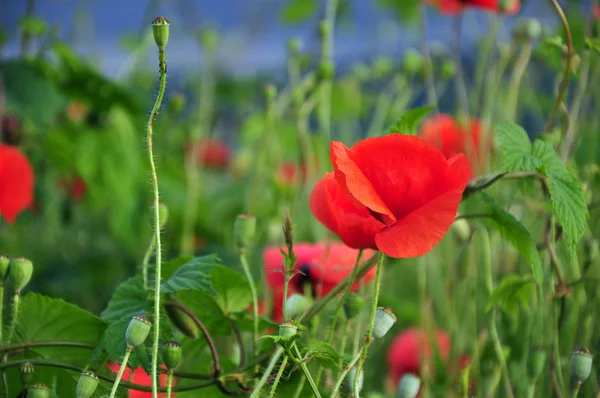 Poppy flowers in a grain field — Stock Photo, Image