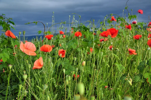 Poppy flowers in a field — Stock Photo, Image