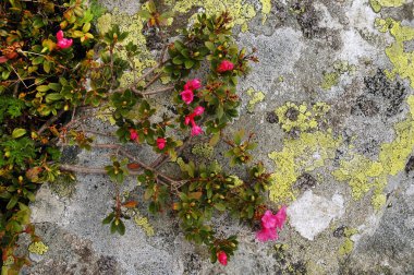 Baharda çiçek açan ormangülü çiçek