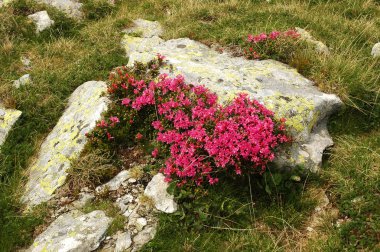 Baharda çiçek açan ormangülü çiçek