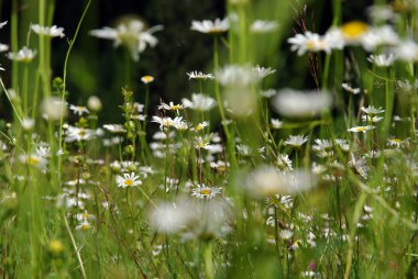 Papatya çiçekler baharda çiçek açan