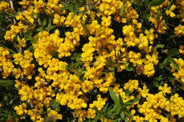 Çayırdaki sarı çiçekler