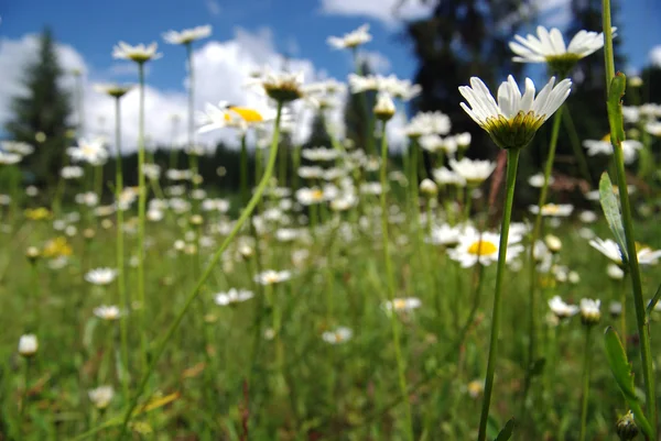 Gänseblümchen blühen im Frühling — Stockfoto