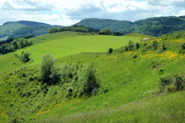 Pradera verde en primavera — Foto de Stock