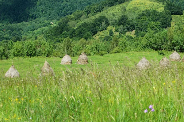 Hooibergen in het veld in het voorjaar — Stockfoto