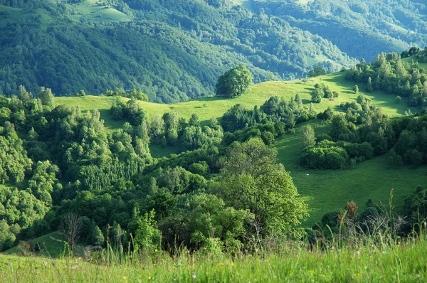 Zöld mező tavasszal — Stock Fotó