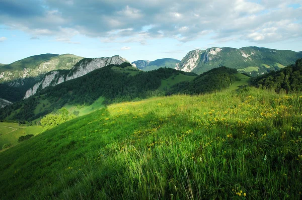 Zöld rét, legelő, tavasszal — Stock Fotó