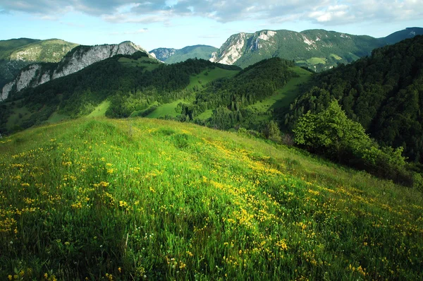 Green meadow, grassland in spring — Stock Photo, Image