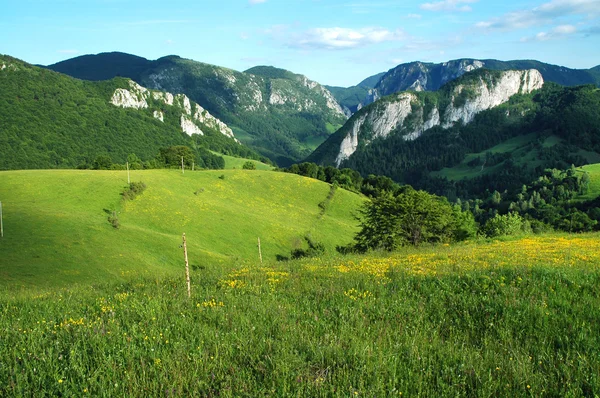 Primavera pradera con flores amarillas y hierba verde — Foto de Stock