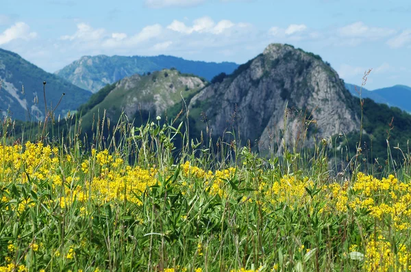 Spring meadow with yellow flowers — Stock Photo, Image