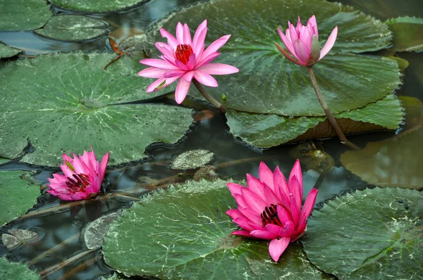 Lírio de água rosa flores e folhas — Fotografia de Stock