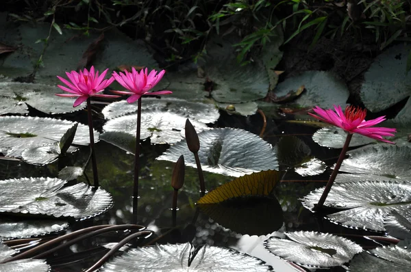 Flutuante flores lírio de água rosa — Fotografia de Stock