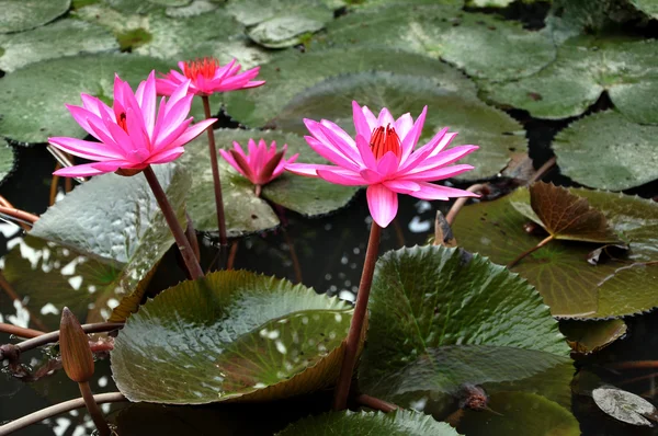 Flores de lírio de água rosa — Fotografia de Stock