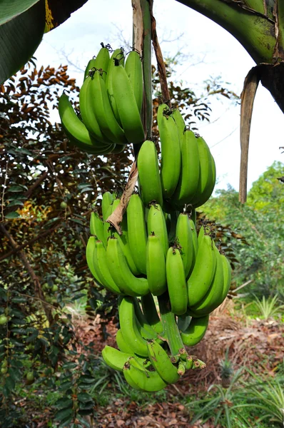 Plátanos verdes en un árbol —  Fotos de Stock