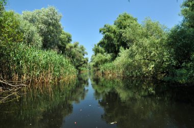 Tuna Deltası, Romanya bir Nehri yakınında ağaçlar