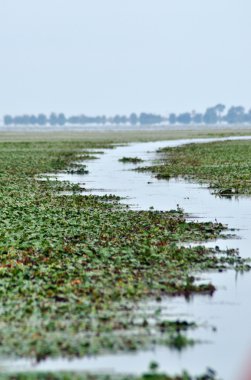 Su kanalı, river Danube Delta, Romanya