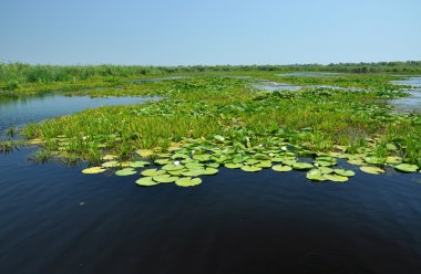 Manzara Danube Delta, Romanya