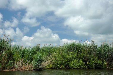 Bataklık Spring saz